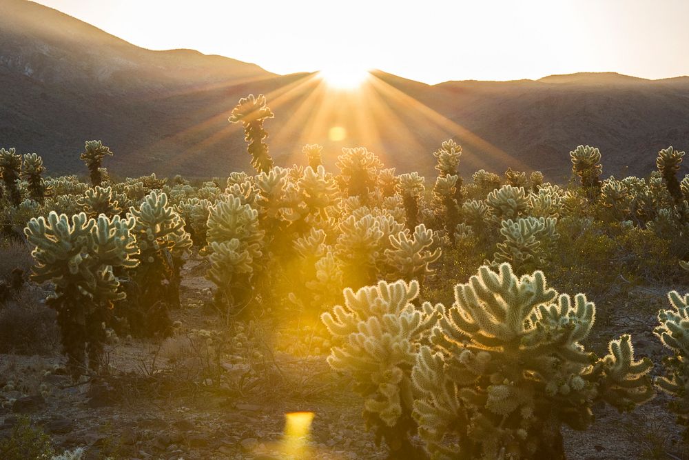Sunset at Cholla Cactus Garden