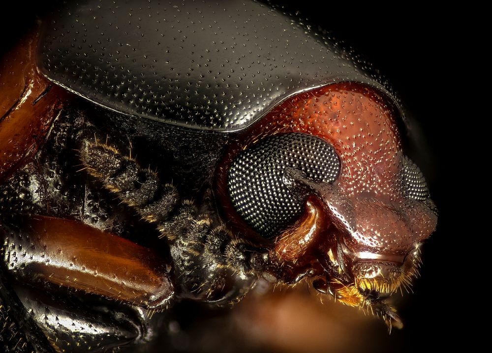 Tenebrionidae beetle, Little Stsimons Island, Georgia, face