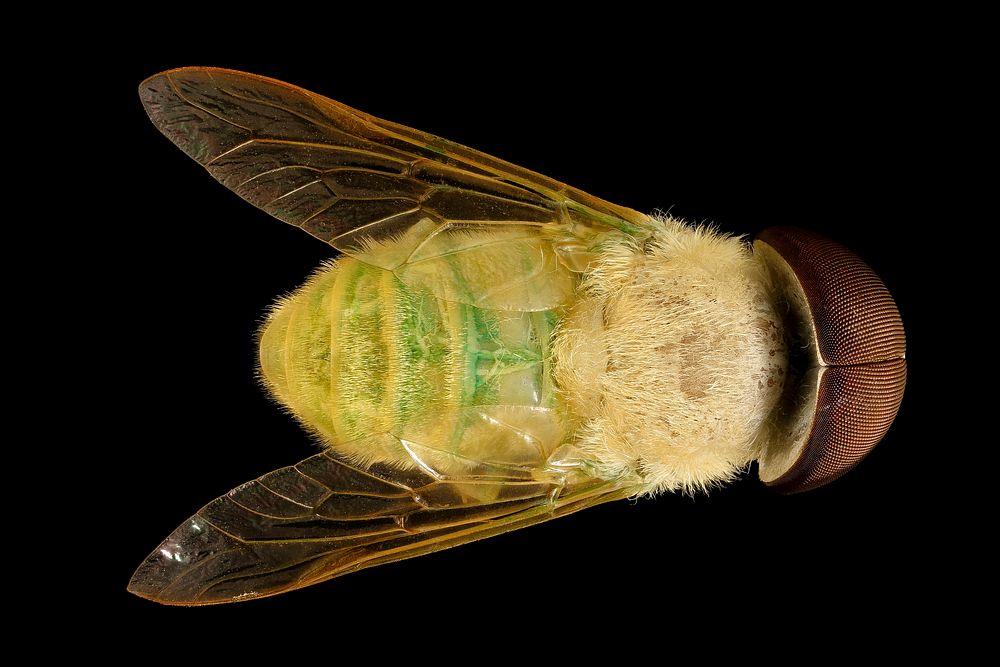 Chlorotabanus crepuscularis, Green Horse Fly, Duck, nc