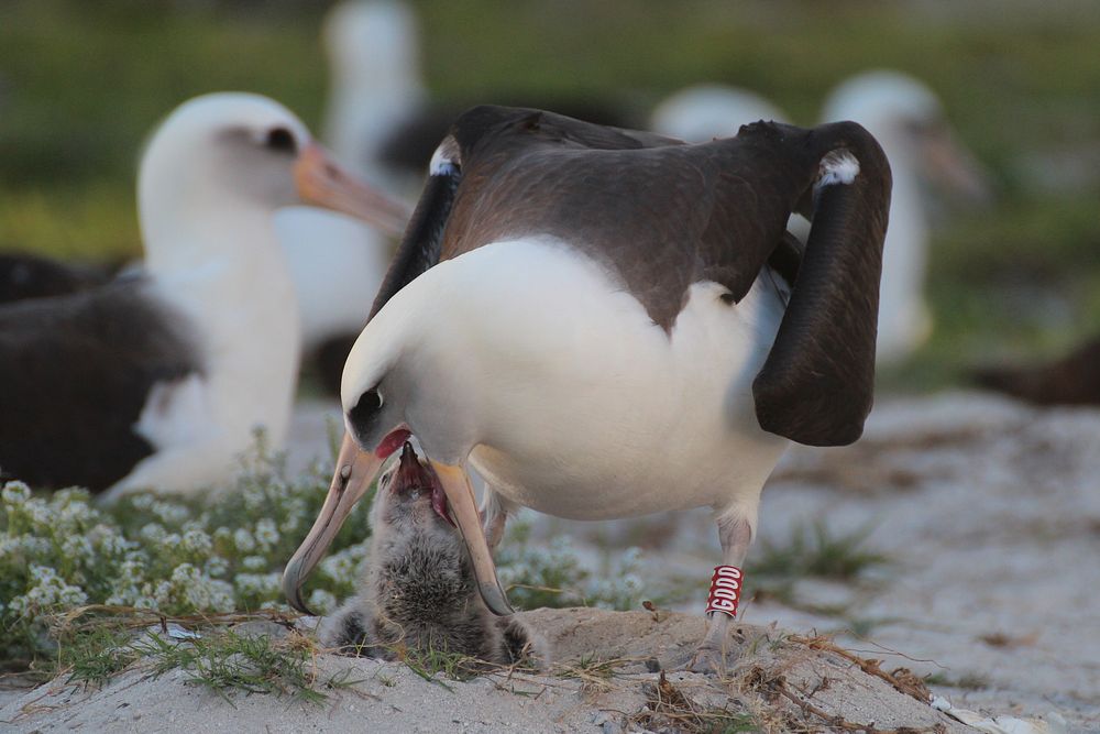 Wisdom the albatross bird feeding | Free Photo - rawpixel