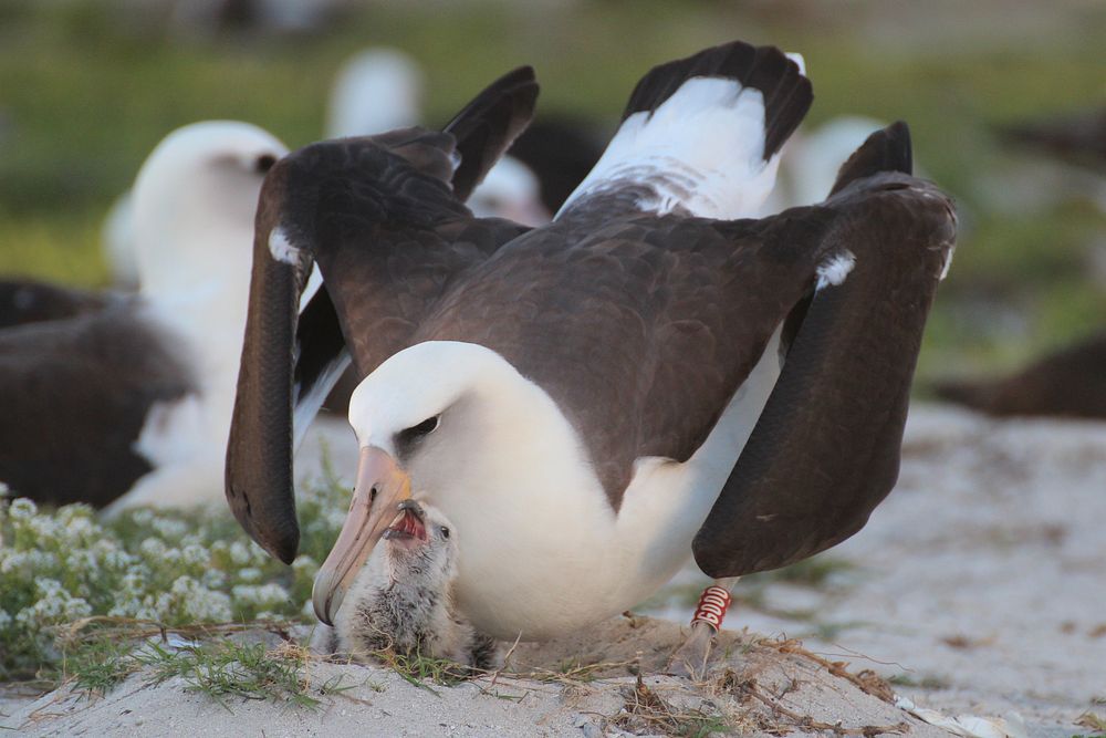 Wisdom the albatross bird feeding her chick