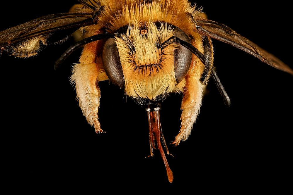 Megachile latimanus, m, face, Maine, Du Clos