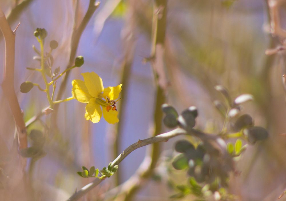 Paloverde Flower (Parkinsonia florida)