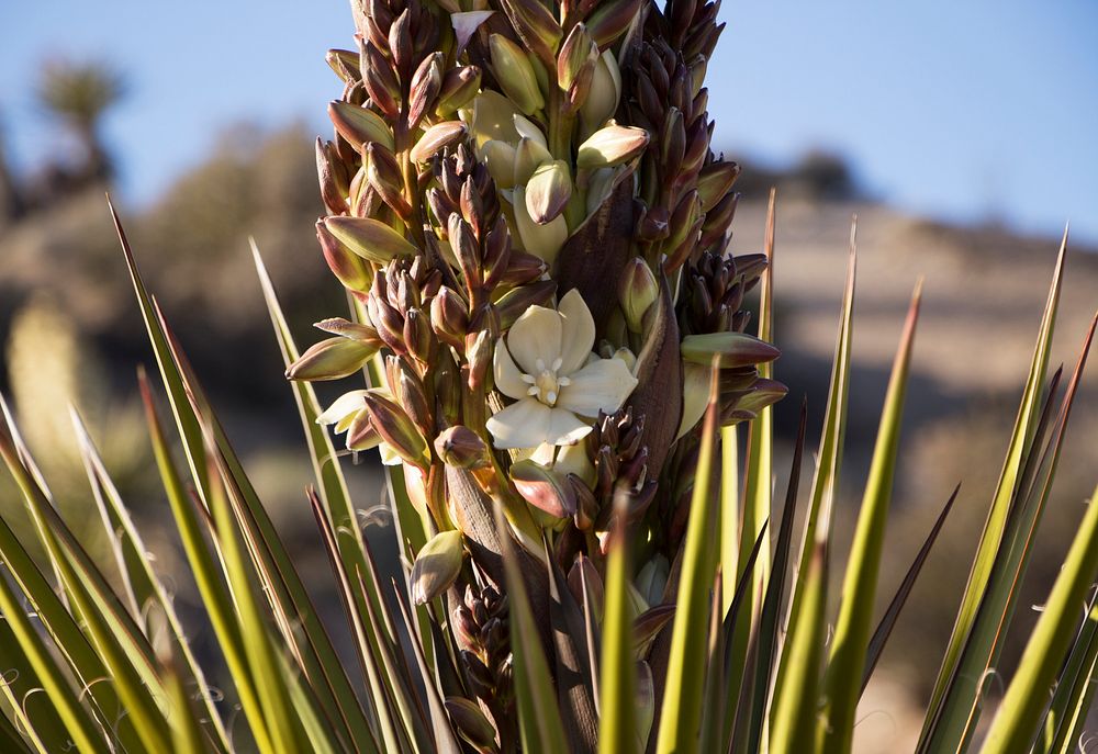 Mojave yucca (Yucca schidigera)