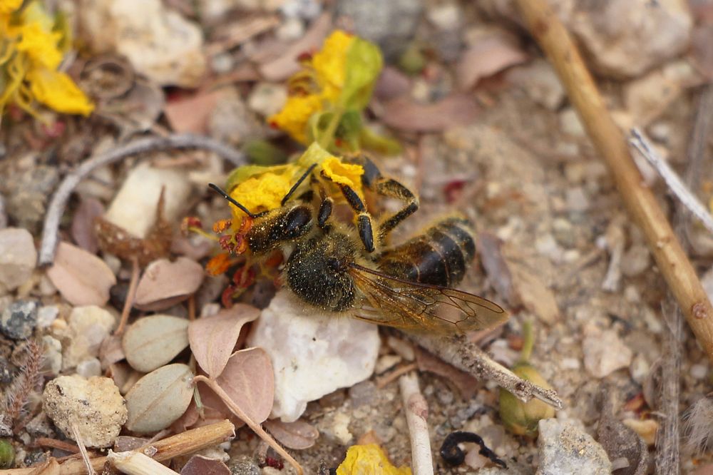 Honeybee gathering pollen from a flower that has already dropped to the ground.