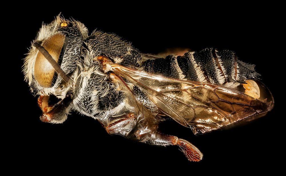 Coelioxys octodentata, m, left side, Maryland