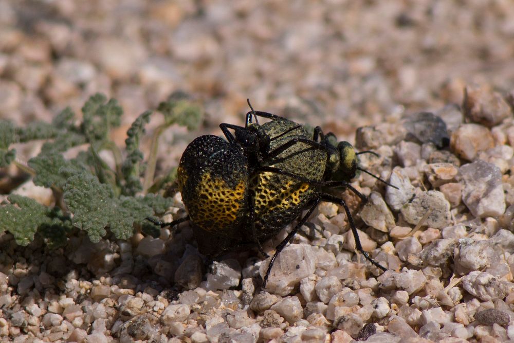 Inflated beetle (Cysteodemus armatus)