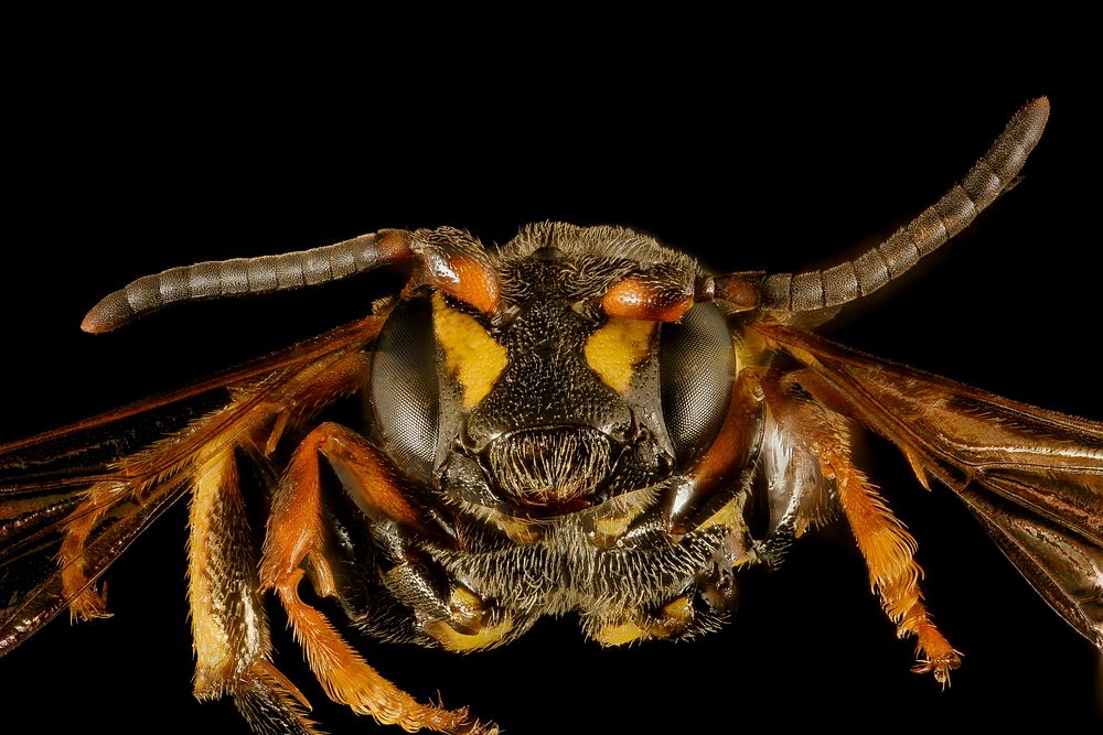 Nomada graenicheri, m, face, Minnesota