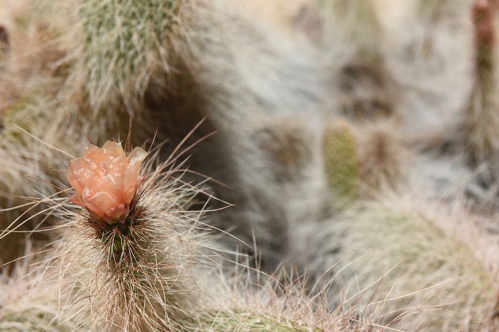 Grizzlybear Prickly Pear cactus (Opuntia polyacantha var. erinacea) at Ryan Ranch