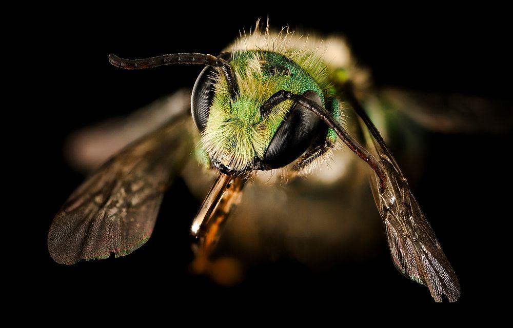 Osmia species, m, face, bright green, San Francisco, CA