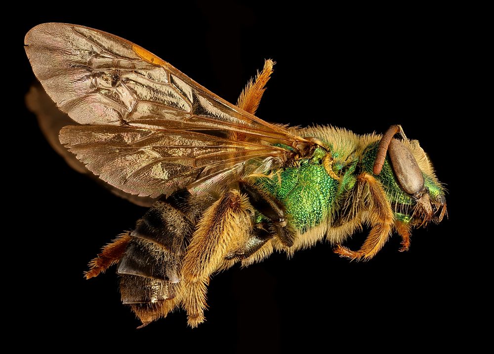 Agapostemon virescens, f, right side, Caroline CO. MDMore Green Bees. This is a common one, one of the commonest summer bees…