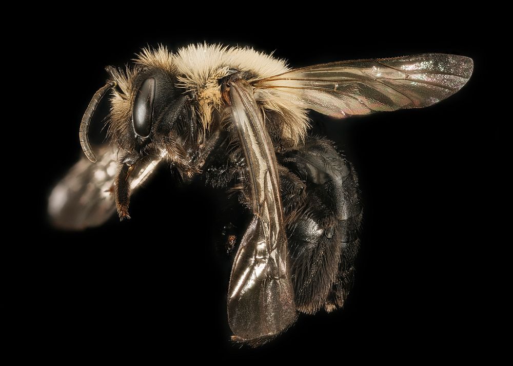 Andrena carlini, f, side, Cecil Co. MarylandA dark spring Andrena mining bee seen throughout the East in woodlands and the…