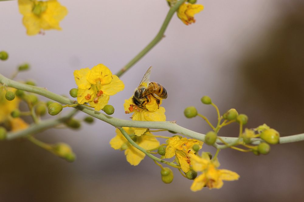 HoneybeeNPS/Hannah Schwalbe.