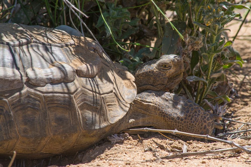 Desert tortoise | Free Photo - rawpixel