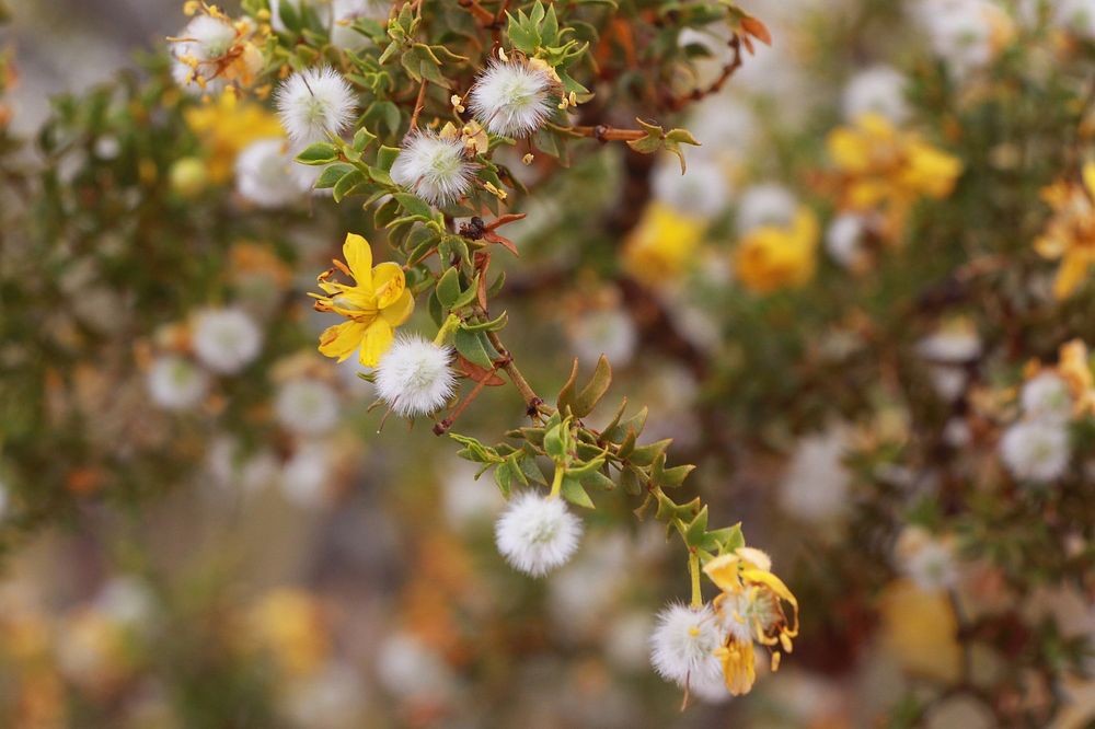 Creosote bush (Larrea tridentata)