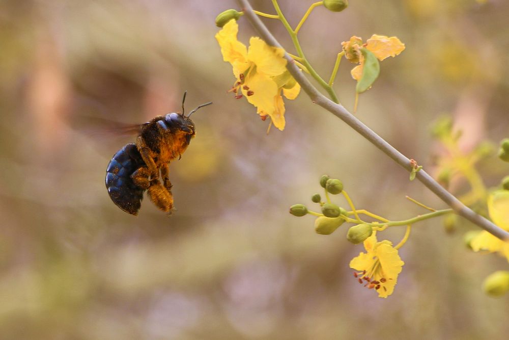 California carpenter bee