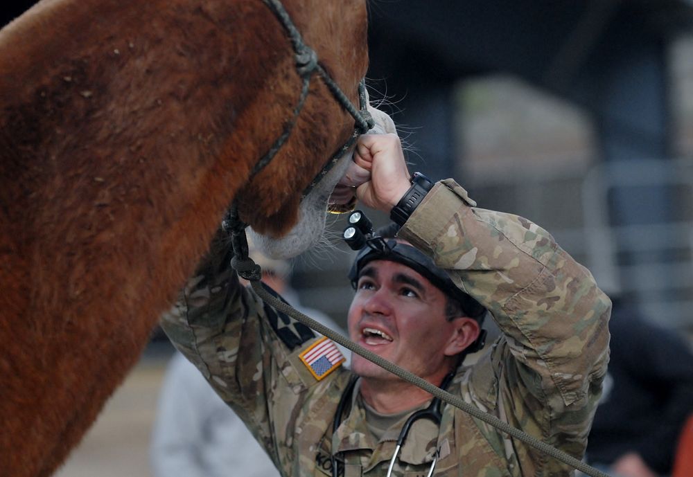 U.S. Army Maj. Steven Kohne, a veterinary preventive medicine officer with the 440th Civil Affairs Battalion, performs an…