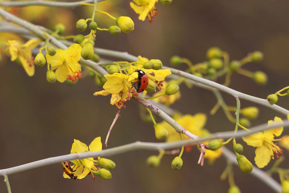Ladybug on paloverde flower