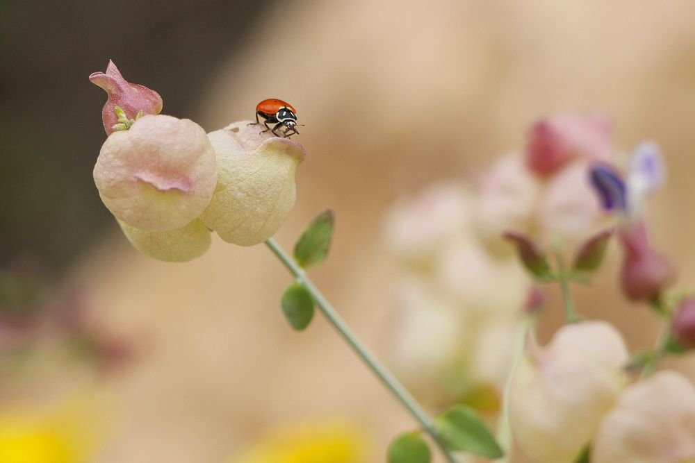 Ladybug on paperbag bush