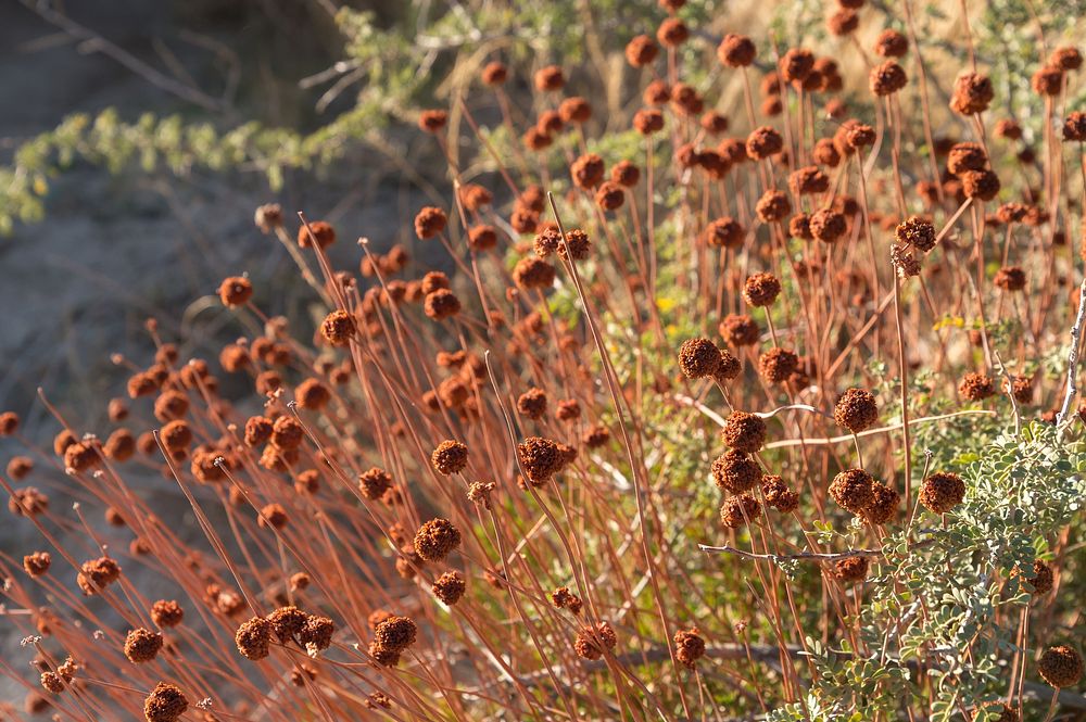 Dried California buckwheat (eriogonum fasciculatum)