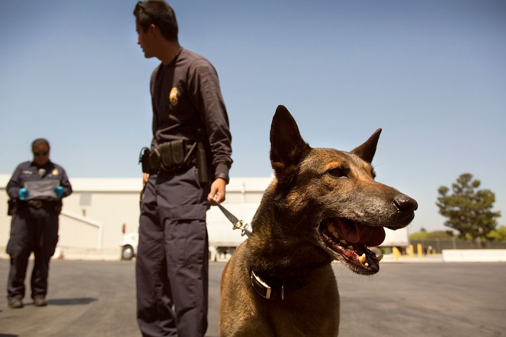 A U.S. Customs and Border Protection officer and his canine prepare to inspect a tractor trailer at the Otay Mesa, Calif.…