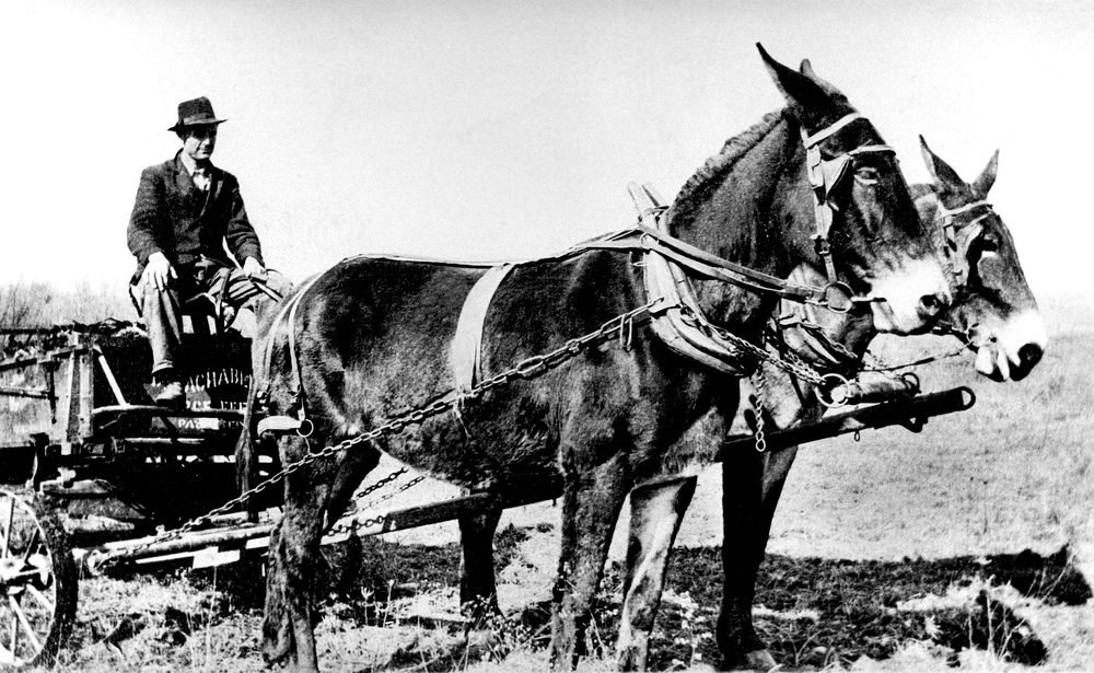 Man with Mule Team Wheat 1938