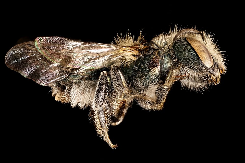 Osmia pumila, f, right side, Charles Co. MD. Original public domain image from Flickr