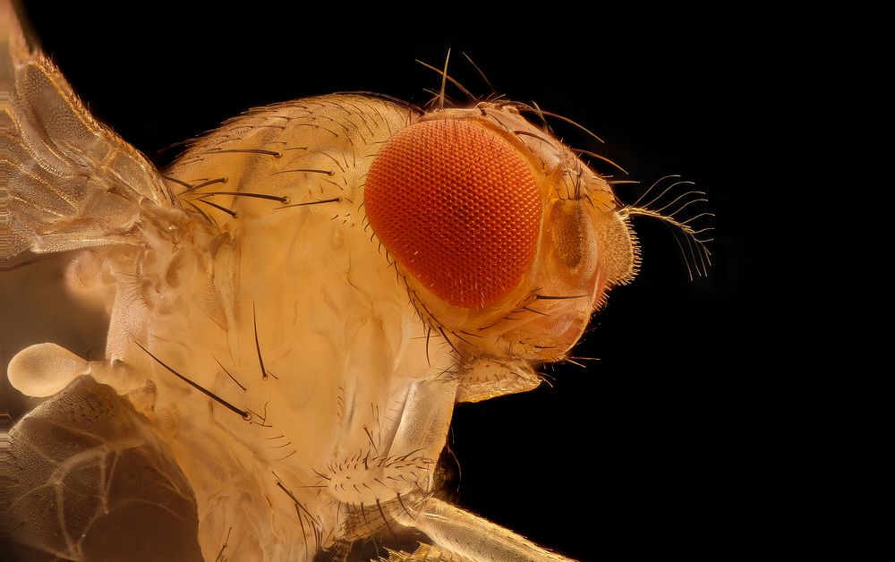 Unknown fly, Davidsonville, md