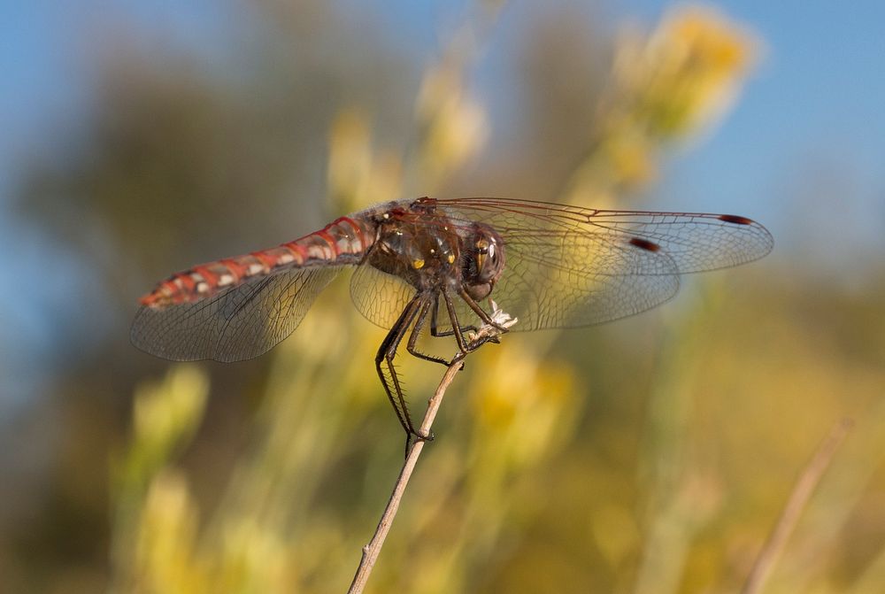 Skimmer Dragonfly | Free Photo - rawpixel