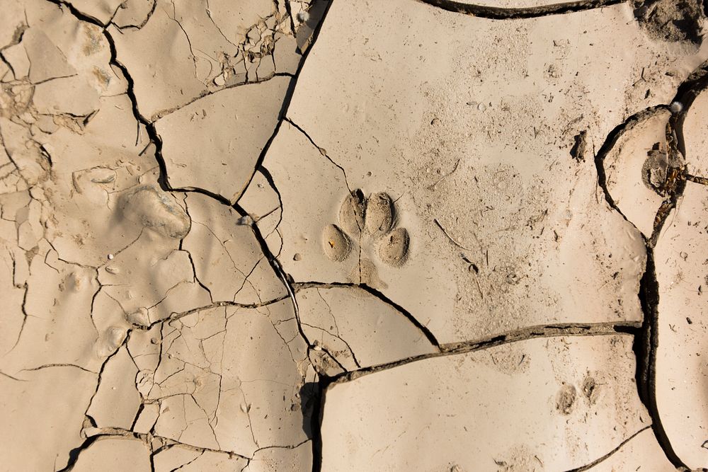 Animal track in baked earth