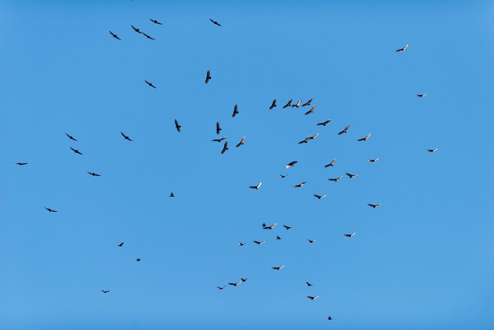 Flock of migrating turkey vultures | Free Photo - rawpixel