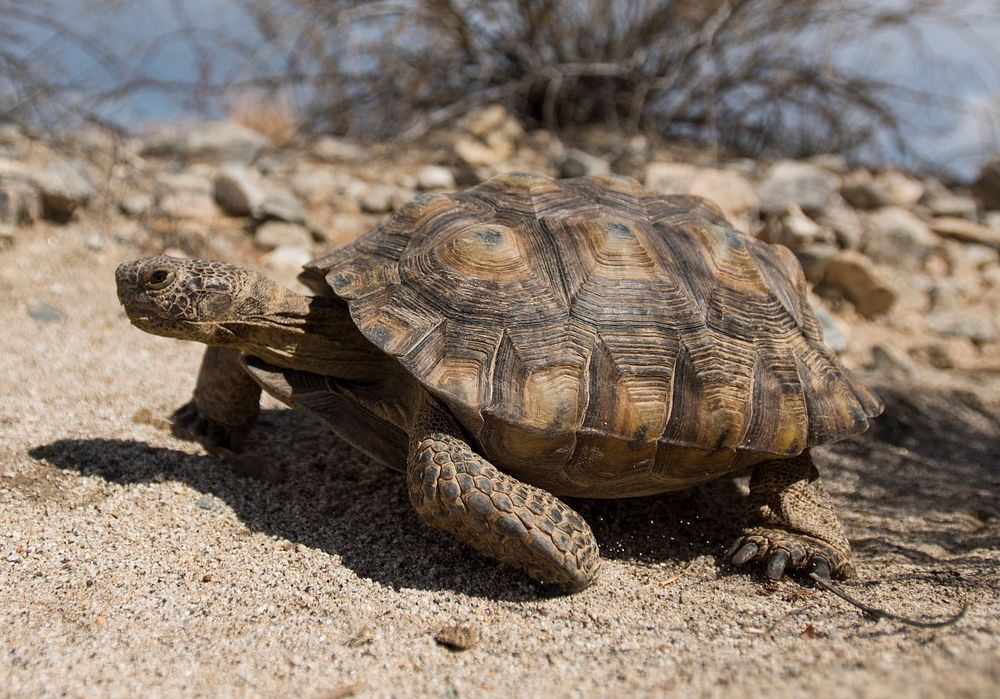 Desert tortoise walking in the Pinto | Free Photo - rawpixel