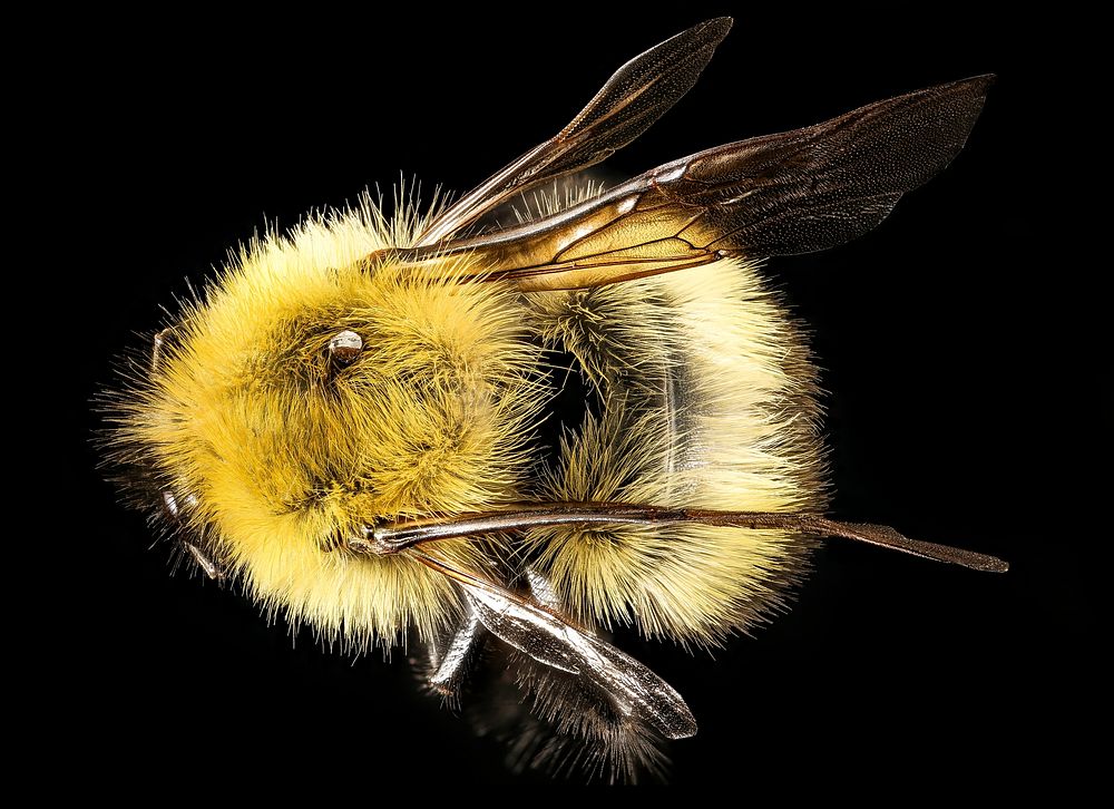 Bombus perplexus, f, back, Centre Co., PA