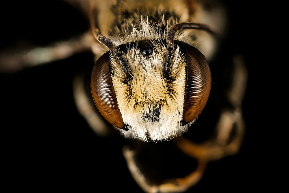 Megachile species, m, south africa, kruger