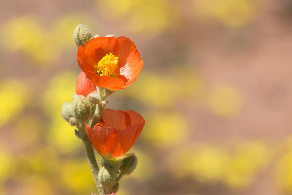 Desert globemallow, Sphaeralcea ambigua