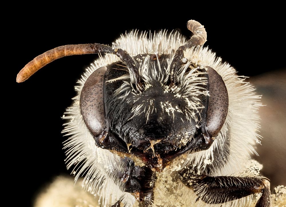 Andrena specularia, F, Face, ND, Stutsman County