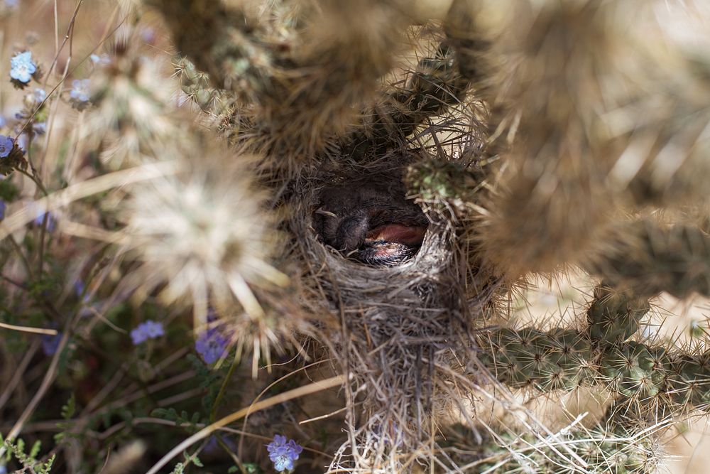 Sparrow nestlings in cholla nest