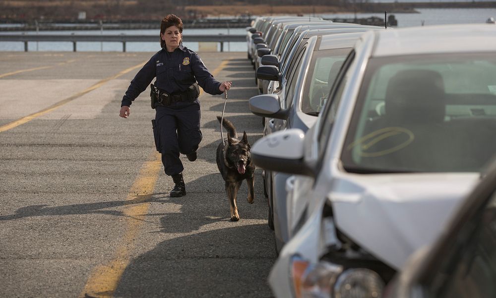 K-9 officers with the U.S. Customs and Border Protection Office of Field Operations conduct a training exercise at the Port…