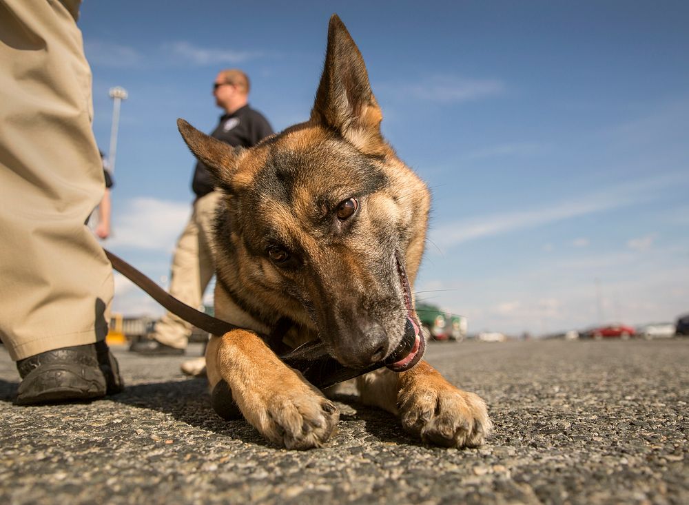 K-9 officers with the U.S. Customs and Border Protection Office of Field Operations conduct a training exercise at the Port…