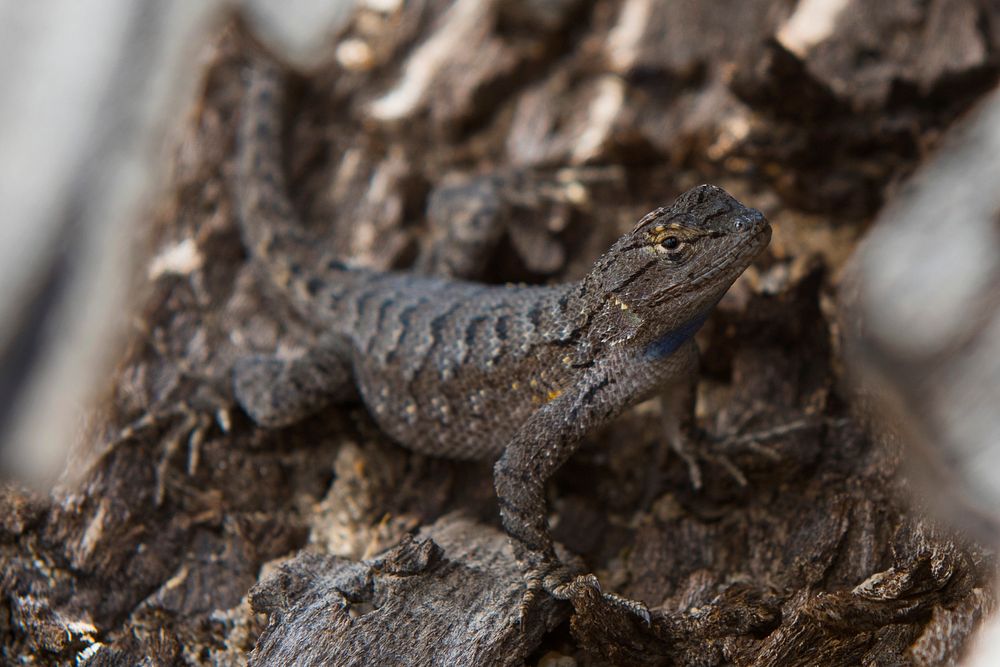 Western Fence Lizard is well camouflaged inside a fallen Joshua tree.