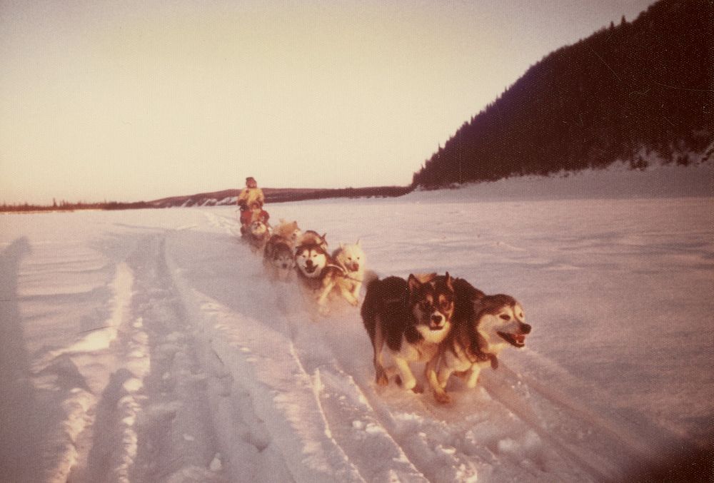 Dog team driven by Ray Bane (NPS) along Koyukuk River at 55 degrees below zero. Original public domain image from Flickr