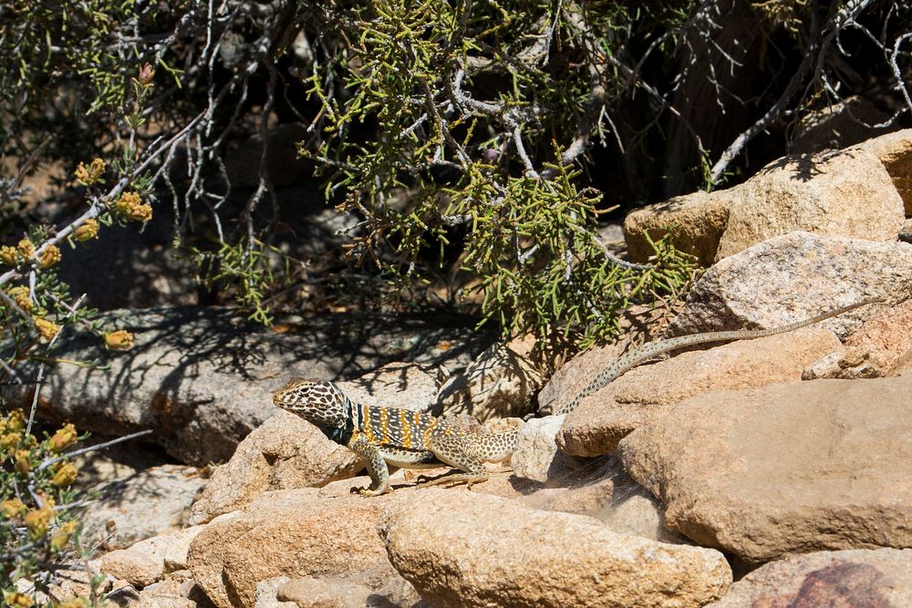 Great Basin Collared Lizard; Crotaphytus bicinctores