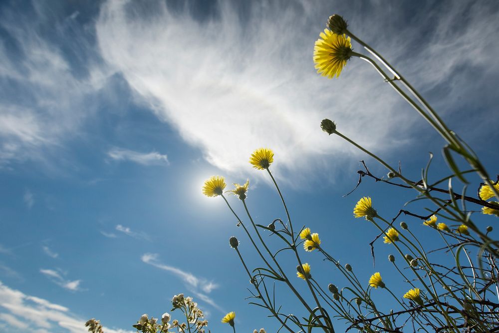 Desert dandelion growing in Fried Liver Wash; 3/15/2017