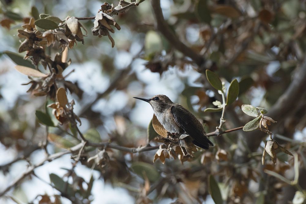 Female Hummingbird on Branch