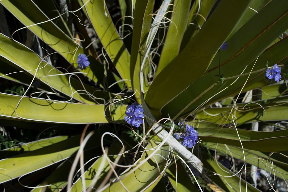 Phacelia and Yucca
