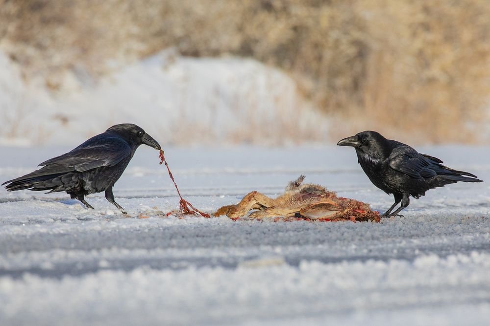 Ravens and roadkill