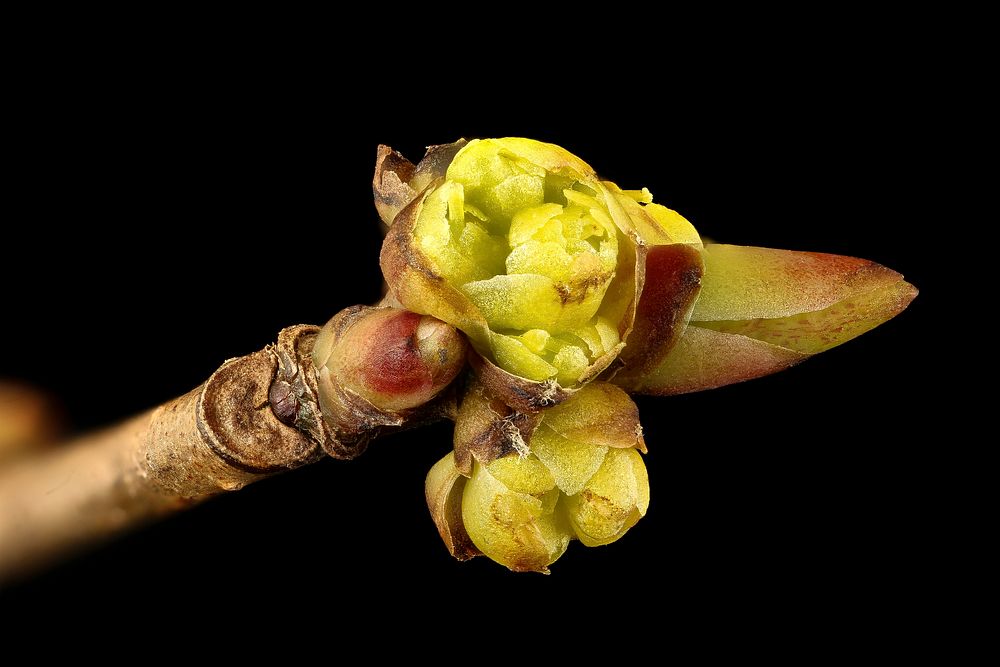 Lindera benzoin pistillate flower, 23 March 2017 spicebush, Howard County, MD, Helen Lowe Metzman