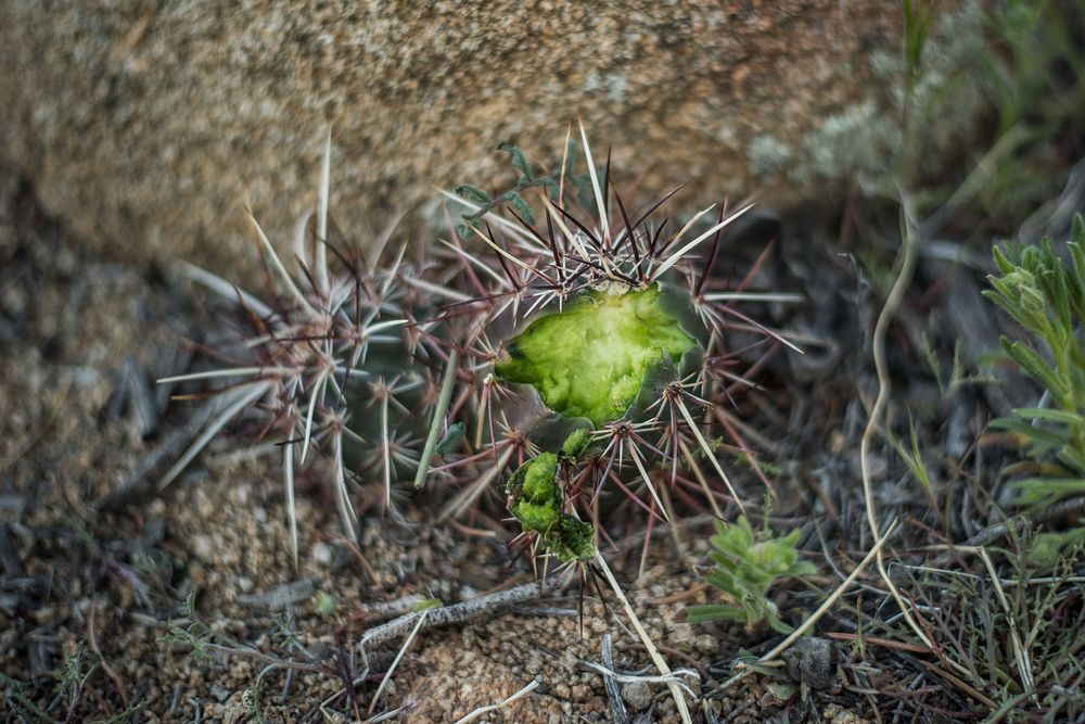 Strawberry hedgehog cactus (Echinocereus engelmannii) eaten