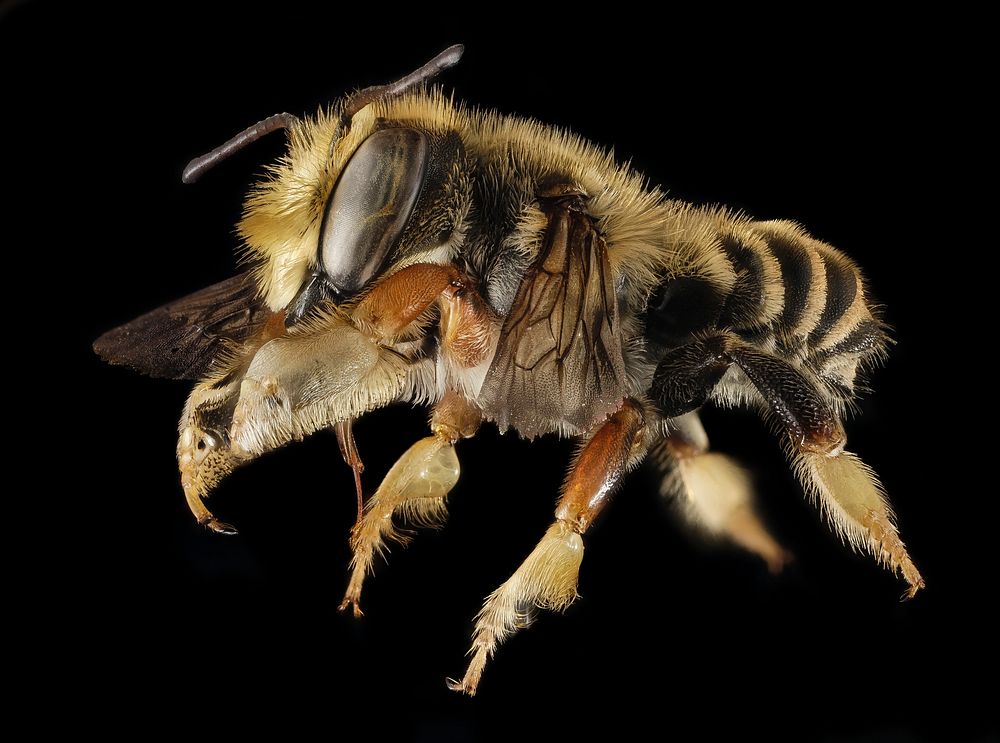 Megachile albitarsis, M, Side, FL, Torreya