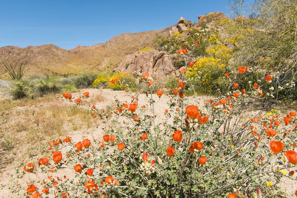 Globemallow and brittlebush blooming in Cottonwood Canyon; 3/24/17